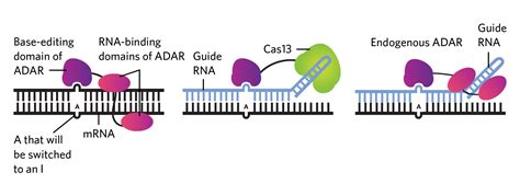 Infographic: RNA Editing Approaches | The Scientist Magazine®