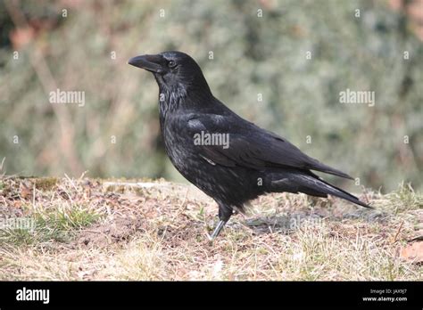 crow / raven Stock Photo - Alamy