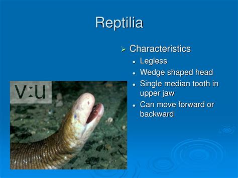 PPT - Class Reptilia PowerPoint Presentation, free download - ID:2778938