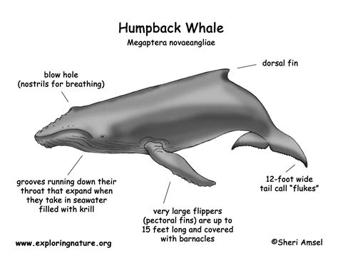 Parts Of A Whale Diagram