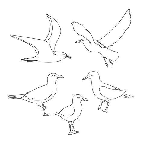 One line seagull hand drawn set. Hand drawn minimalism style vector illustration. Outline ...