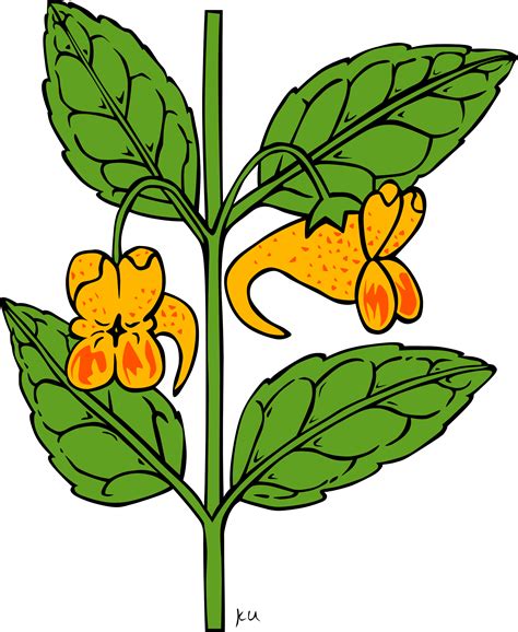 Clipart - KU impatiens capensis