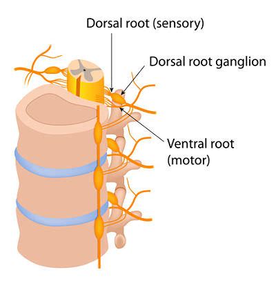 Dorsal Root Ganglion Block | DRG Pain Relief Treatment | Pain Spa, Bristol, UK