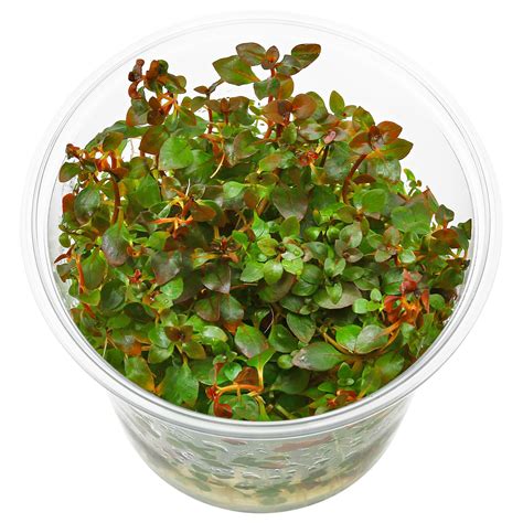 Ludwigia palustris "Super Red" - pot | Aquasabi - Aquascaping Shop