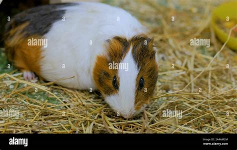 Guinea pig eating hay in zoo Stock Photo - Alamy