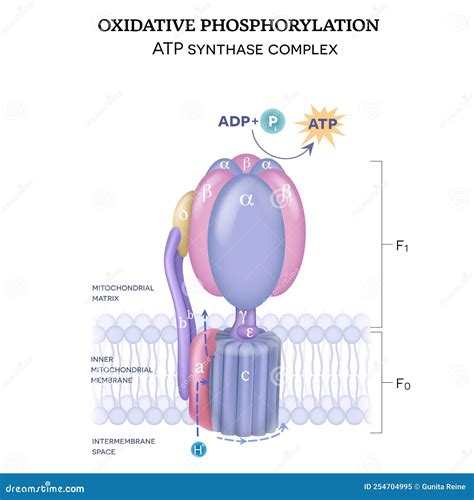 ATP Synthase Complex Cartoon Vector | CartoonDealer.com #254704995