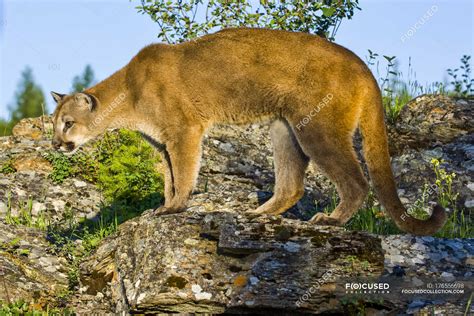 Side view of lioness standing on ground against plants during daytime ...