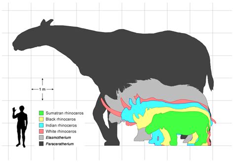 Giant Rhinoceros Skeleton Found in China – One of the Largest Land Mammals Ever (Look)