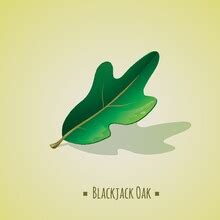 Blackjack Plant Free Stock Photo - Public Domain Pictures