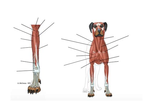 Canine Muscles Cranial View Quiz