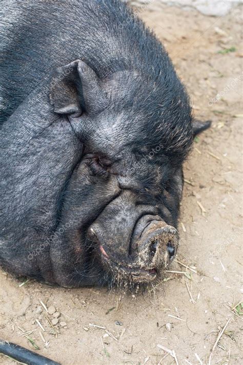 Black pig Stock Photo by ©olinchuk 67911025