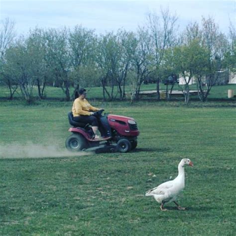 Something unexpected happened when a fox stole a goose from the yard of the house: that’s what ...