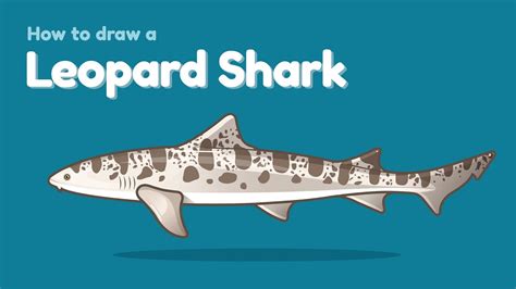 Leopard Shark Drawing