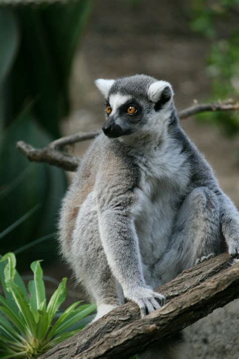 Lemur | crazy-eyed lemur | Shane Suski | Flickr