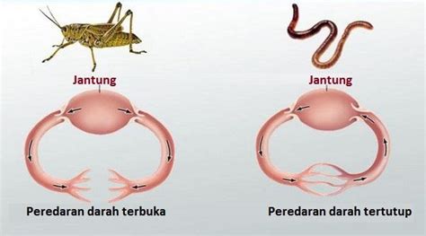 Detail Contoh Hewan Peredaran Darah Terbuka Koleksi Nomer 21