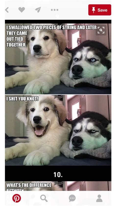 Pin by Anita Clardy on Animal Funnies | Dog puns, Funny animal jokes, Funny animal memes