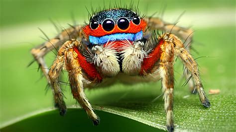 Dancing Peacock Spider Size / Two New Species Of Peacock Spiders ...