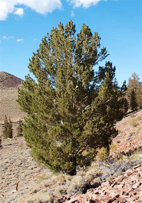 4 Distinct Types of Pine Trees in Colorado - ProGardenTips