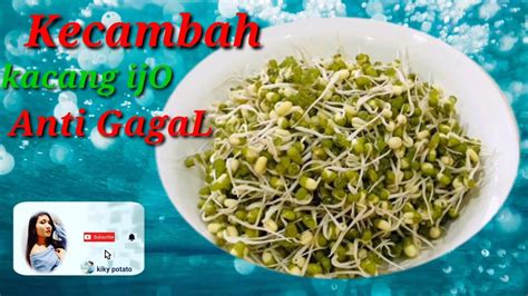 Cara Membuat kecambah Kacang hijau - YouTube