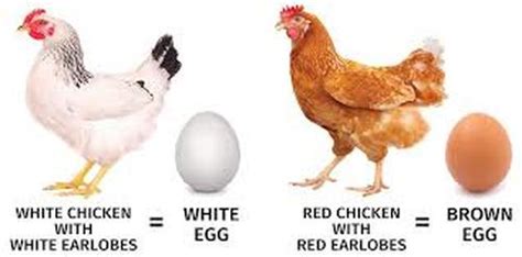 White Eggs Vs Brown Eggs