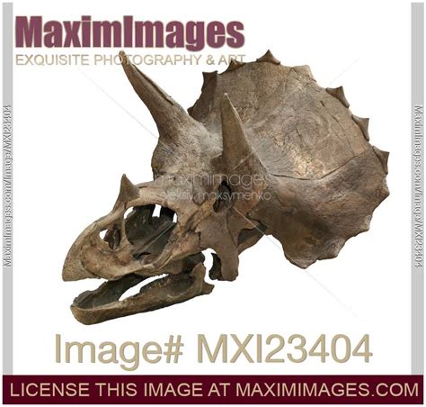 Stock photo: Triceratops Skull | MaximImages