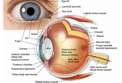 Photopsia Causes Diagnosis And Treatment | My XXX Hot Girl