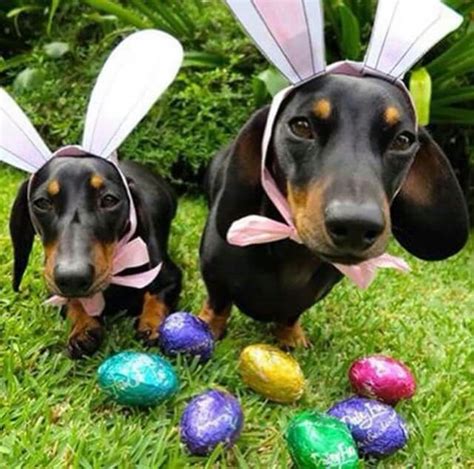 Happy Bunny Day! | Easter pets, Dachshund love, Easter dog