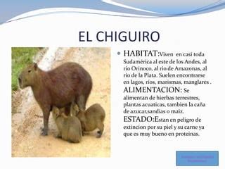 Animales cuadrupedos del putumayo.... | PPT