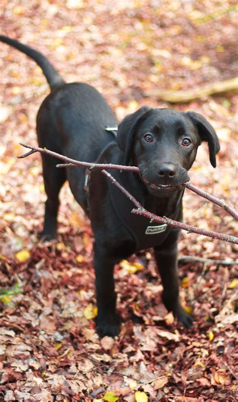 77+ Lab And Golden Retriever Mix Puppies - l2sanpiero