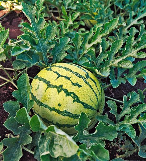 Yellow Crimson Watermelon Seeds Organic Non GMO Heirloom USA | Etsy