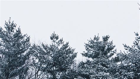 Wallpaper ID: 13793 / snow, trees, sky, white, 4k free download