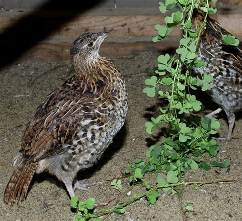 Ruffed Grouse