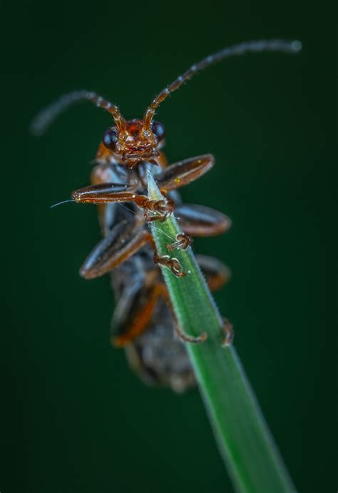 5 Tips to Keep Out Palmetto Bugs in the Winter