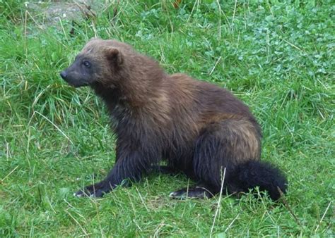 Rosomak Tundrowy - Zwierzęta w Stanach Zjednoczonych