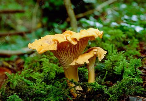 Cantharellus cibarius 16. - Stock Image - B876/0180 - Science Photo Library