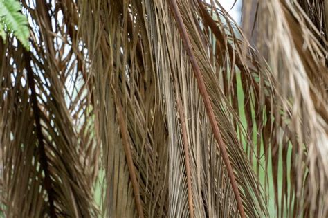 Premium Photo | Dead palm tree with dry branches on florida home backyard tree removal concept