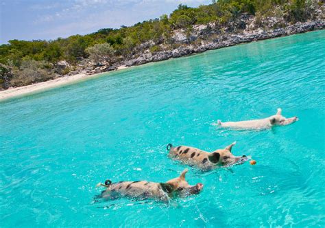 Swim With The Pigs: The Ultimate Guide (Incl. Insider Tips) | Sandals