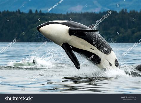 17,770 Orca Images, Stock Photos & Vectors | Shutterstock