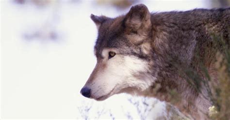 How the re-introduction of wolves is impacting Colorado - CBS News