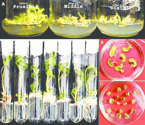 Regeneration response of hypocotyl and cotyledon explants. (A ...