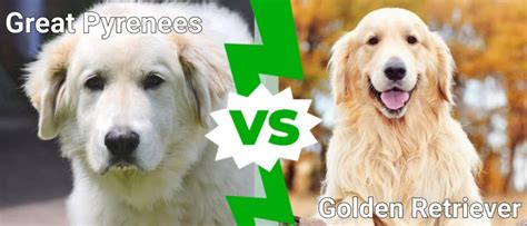 Great Pyrenees Vs Golden Retriever: Top Breed Differences - IMP WORLD