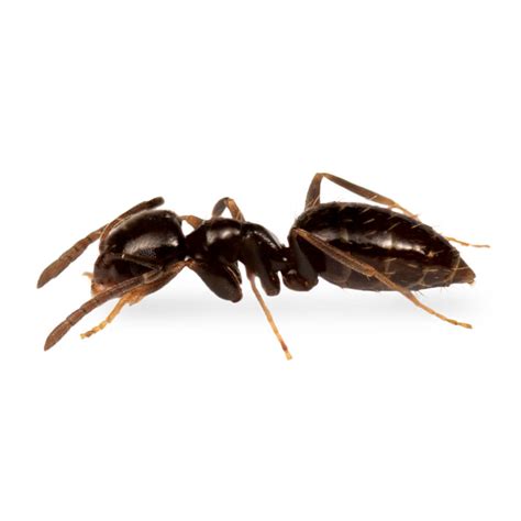 Ant Control Chemicals & Insecticide Products | MGK®