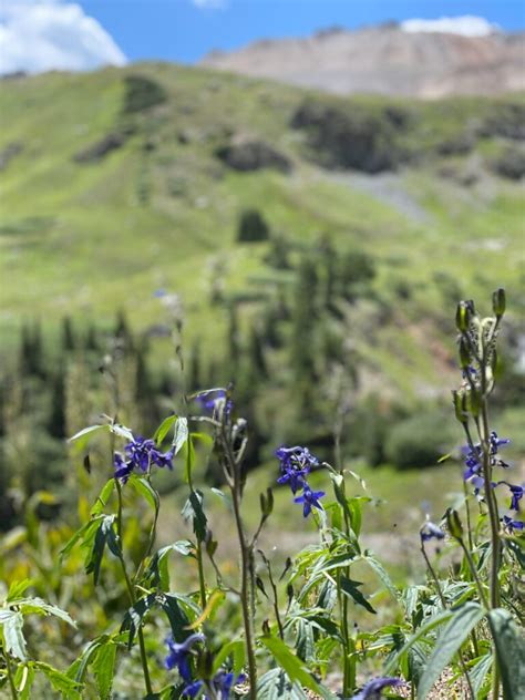 Local's List of Where to Find Colorado Wildflowers this Season