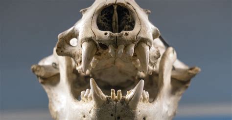 Sea Lion Teeth: Everything You Need to Know - A-Z Animals