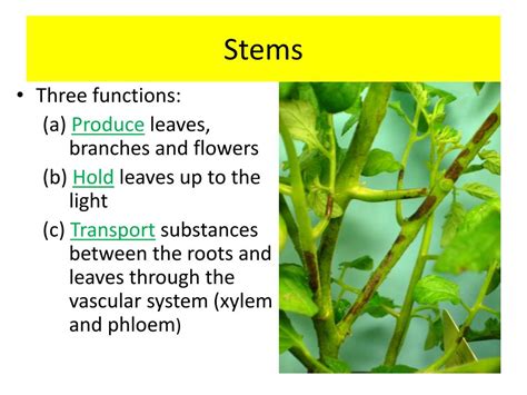 Function Of Stem In Plants - Plant Ideas