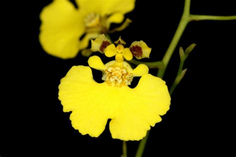 Schöne Zimmerpflanzen - die Schönheit der Oncidium Orchidee
