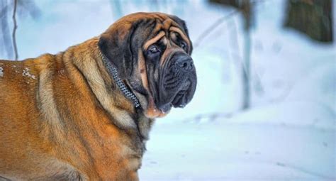 English Mastiff Growth Chart | Mastiff Weight & Size Chart