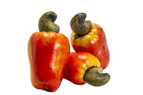 The cashew nut is the fruit of the cashew tree 22581594 PNG