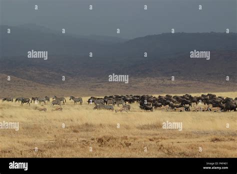 Ngorongoro crater animals hi-res stock photography and images - Alamy