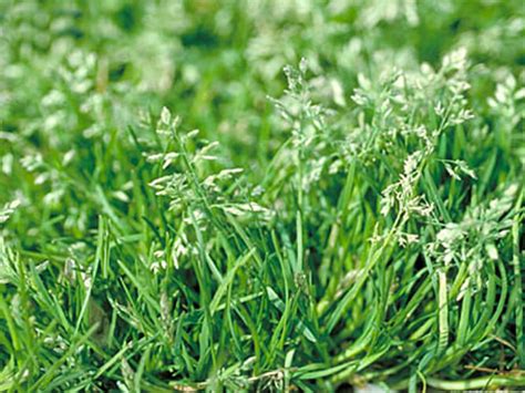 How to Prevent Winter Weeds in Lawn? - Fertilize in the Fall and...